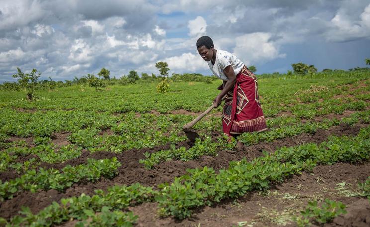 At Gold Lining Limited, we are committed to improving the livelihoods of farmers in rural Malawi through comprehensive support services that promote agricultural sustainability, innovation, and market access